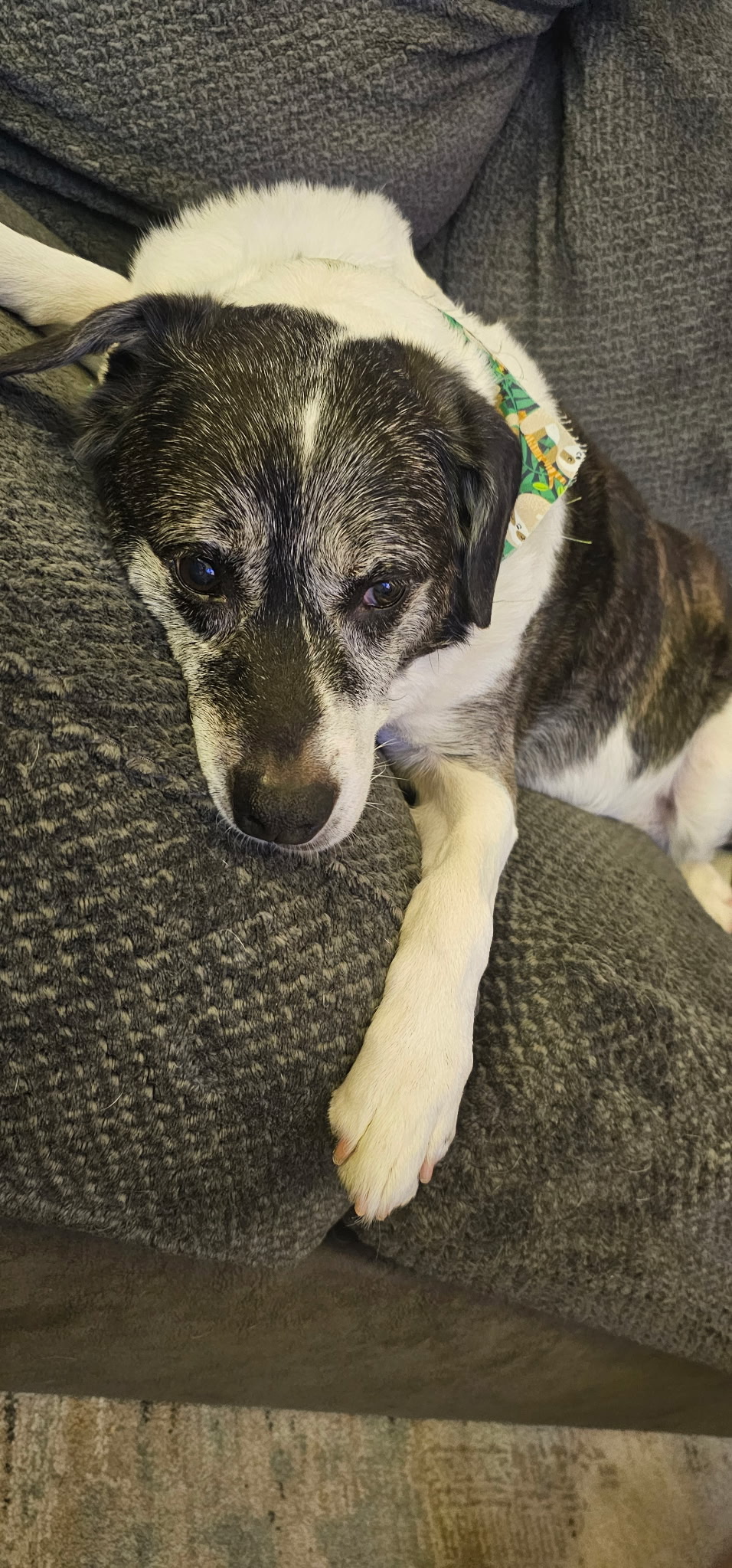 Lucy the office dog working the IT help desk at JIL Technology